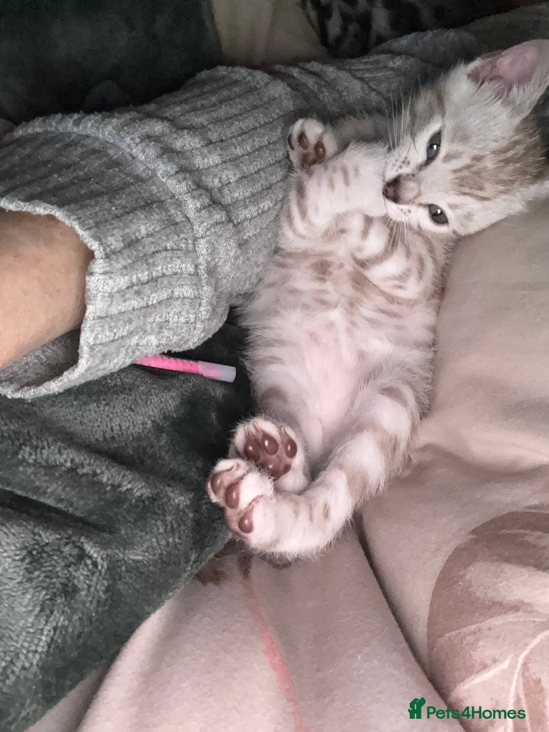 Bengal cats for sale: 💙Stunning Silver Mink Bengal TICA registered  - Image 33
