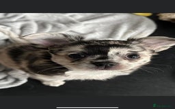 Chihuahua dogs for stud: KC Registered Blue Double KB in Chorley - Image 9