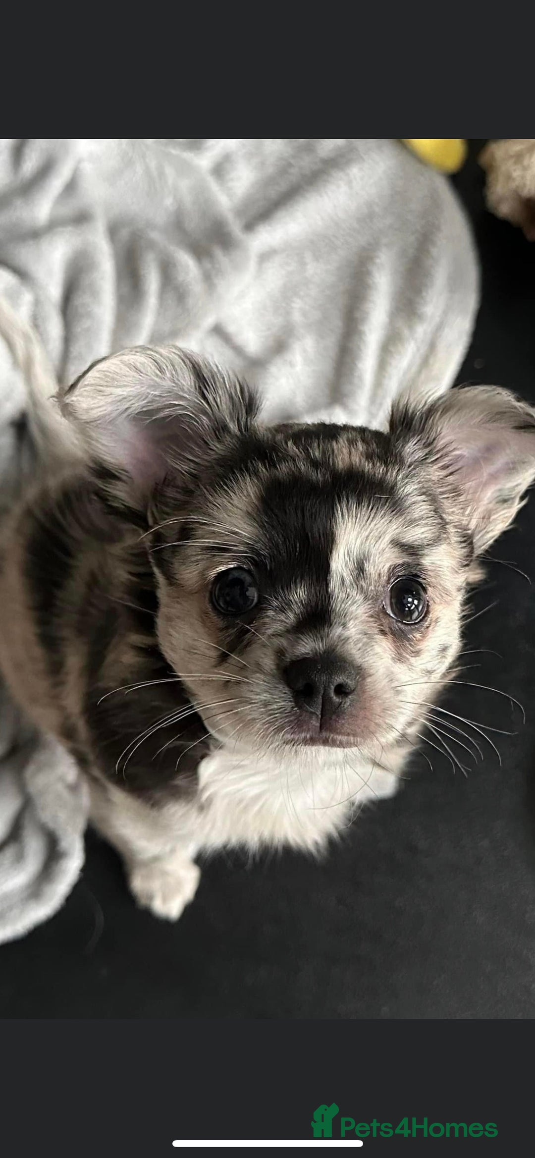 Chihuahua dogs for stud: KC Registered Blue Double KB in Chorley - Image 9