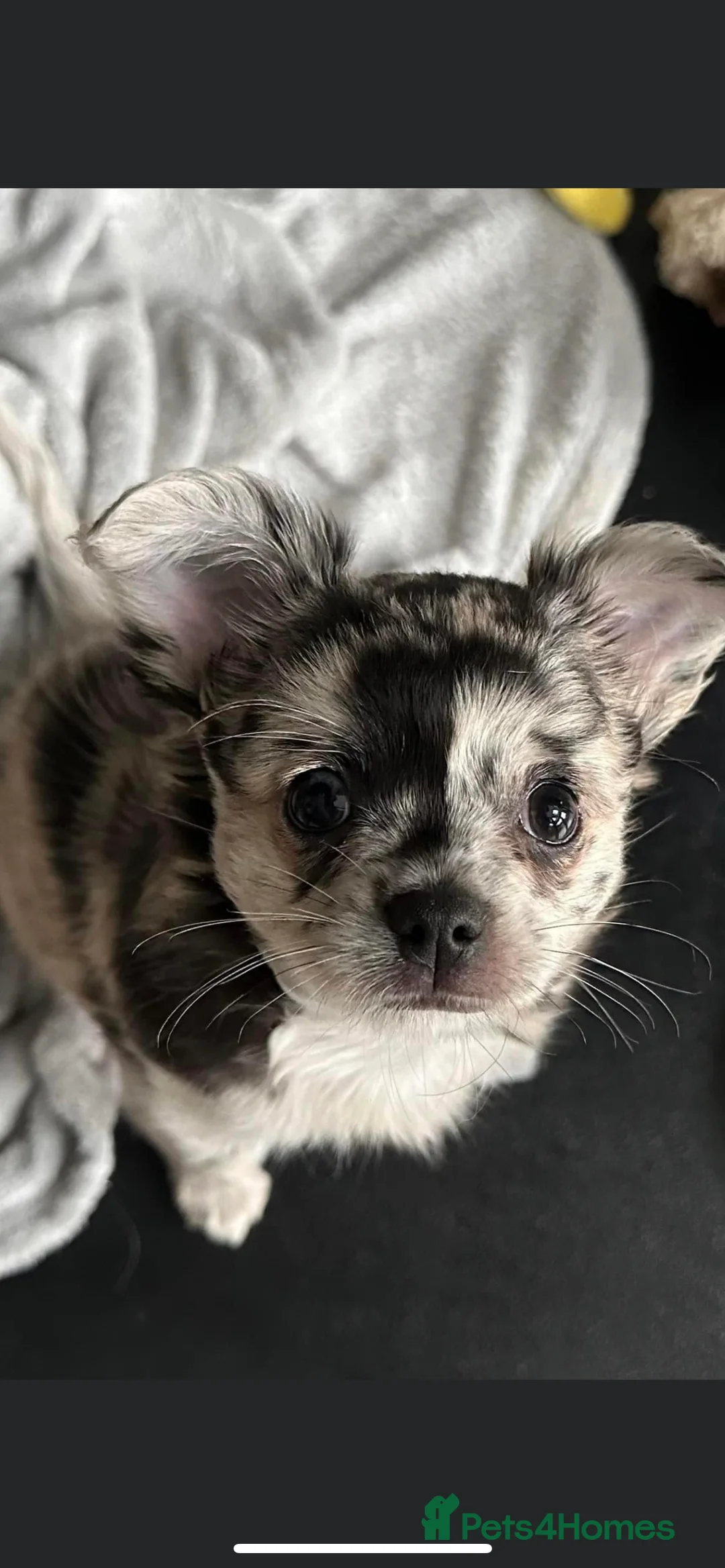 Chihuahua dogs for stud: KC Registered Blue Double KB in Chorley - Advert 9