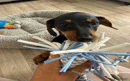 Miniature Dachshund dogs for sale: Lenny  - Image 8