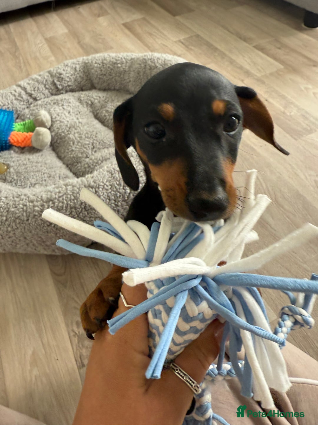 Miniature Dachshund dogs for sale: Lenny  - Image 8