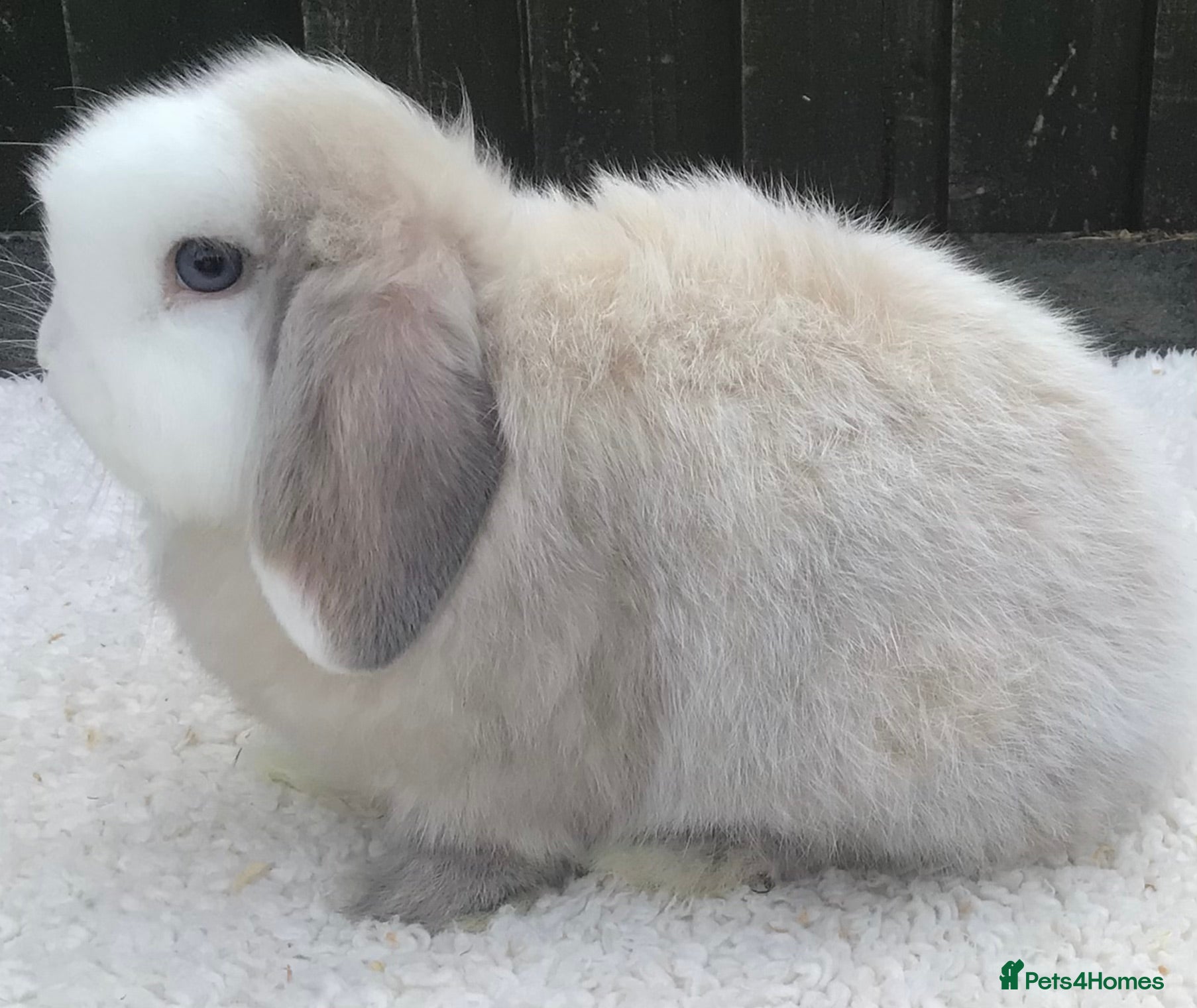 Mini Lop rabbits Mini lop buck - Advert 1
