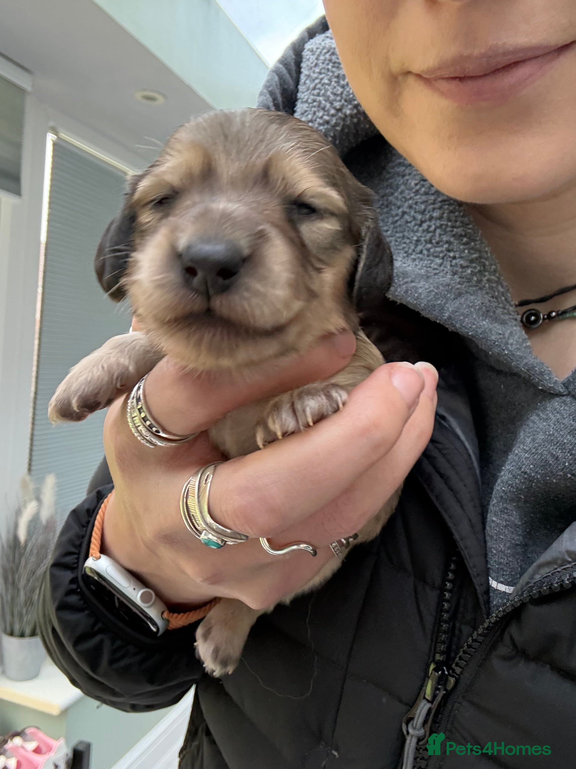 Miniature Dachshund dogs Cream Long haired miniature Dachshunds - Advert 10