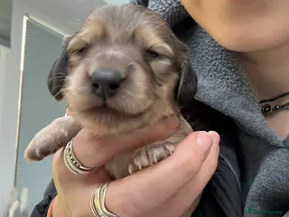 Miniature Dachshund dogs Cream Long haired miniature Dachshunds - Advert 10