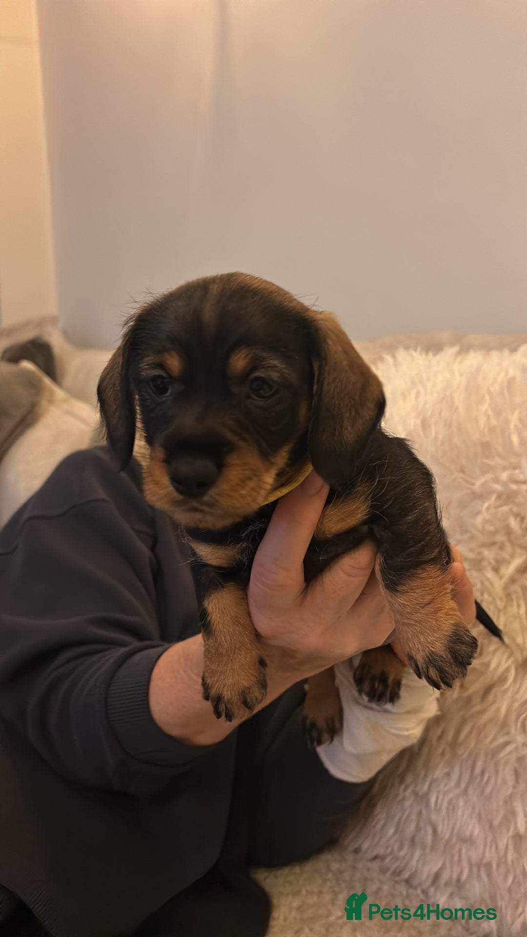 Dachshund dogs for sale: Tekel (wire haired dachshund) READY TO GO NOW - Advert 20