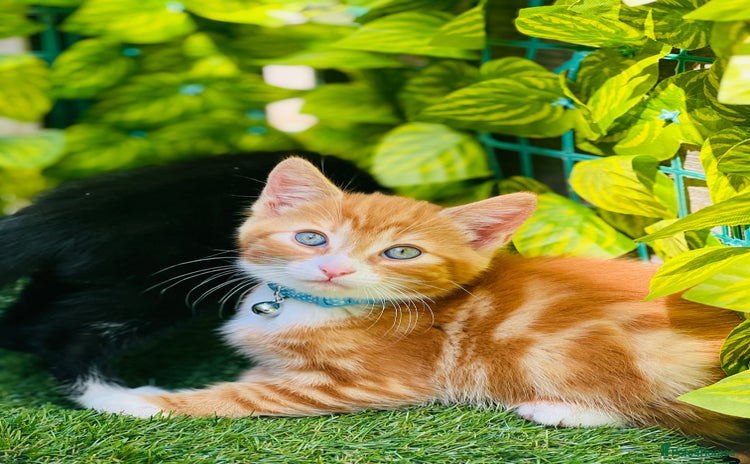 Mixed Breed cats - Advert 6