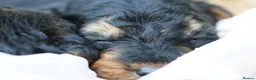 Welsh Terrier dogs for sale: Kc registered Welsh terriers in Southampton - Advert 13