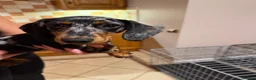 Miniature Dachshund dogs for sale: Miniture Dachshund Pup for Sale in Craigavon - Advert 4
