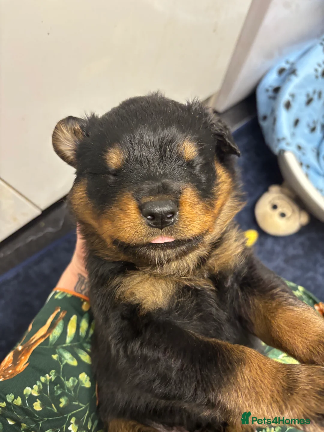 Rottweiler dogs for sale: *** Pedigree Rottweiler puppies ready in 2 wks*** - Advert 4