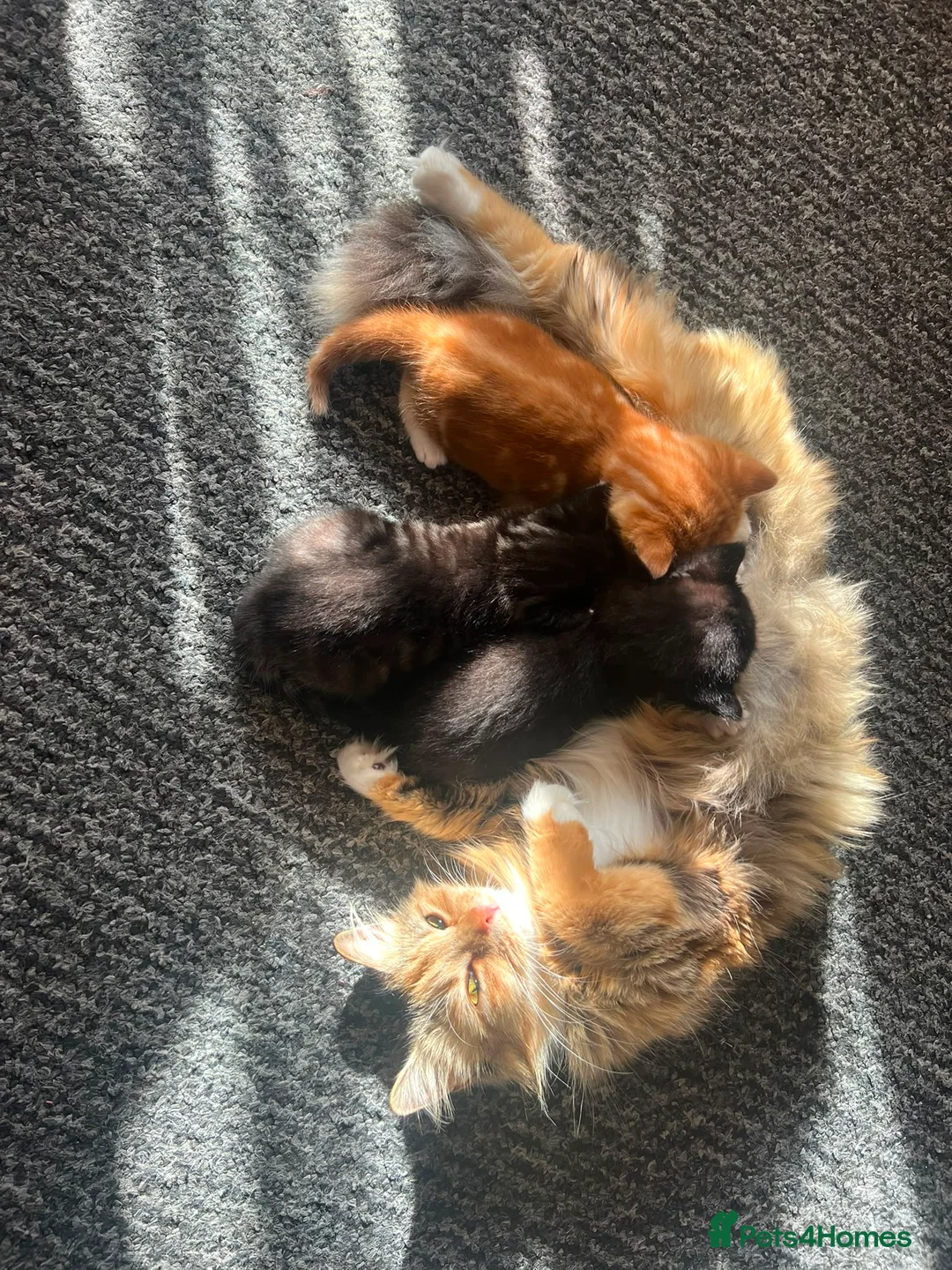 Mixed Breed cats for sale: 1 male ginger tabby kitten  - Advert 1