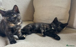 Mixed Breed cats for sale: Last girl left 🐈‍⬛ ready to leave  - Image 3