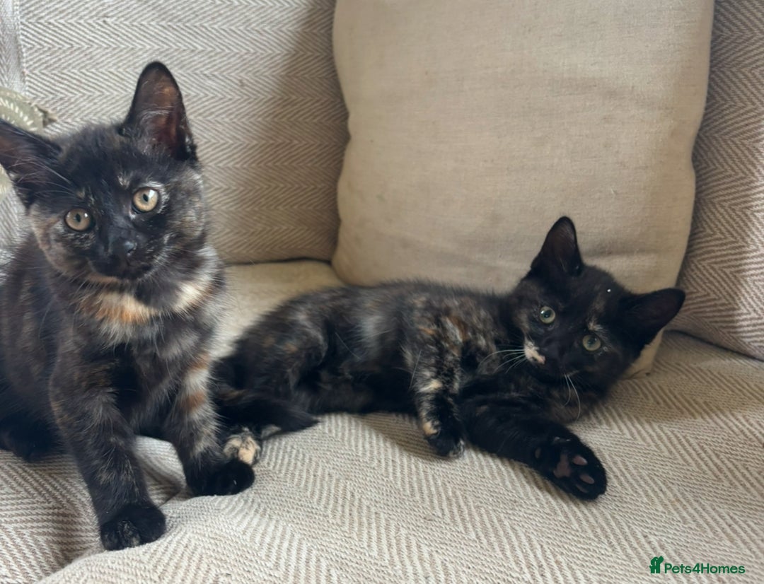 Mixed Breed cats for sale: Last girl left 🐈‍⬛ ready to leave  - Image 3