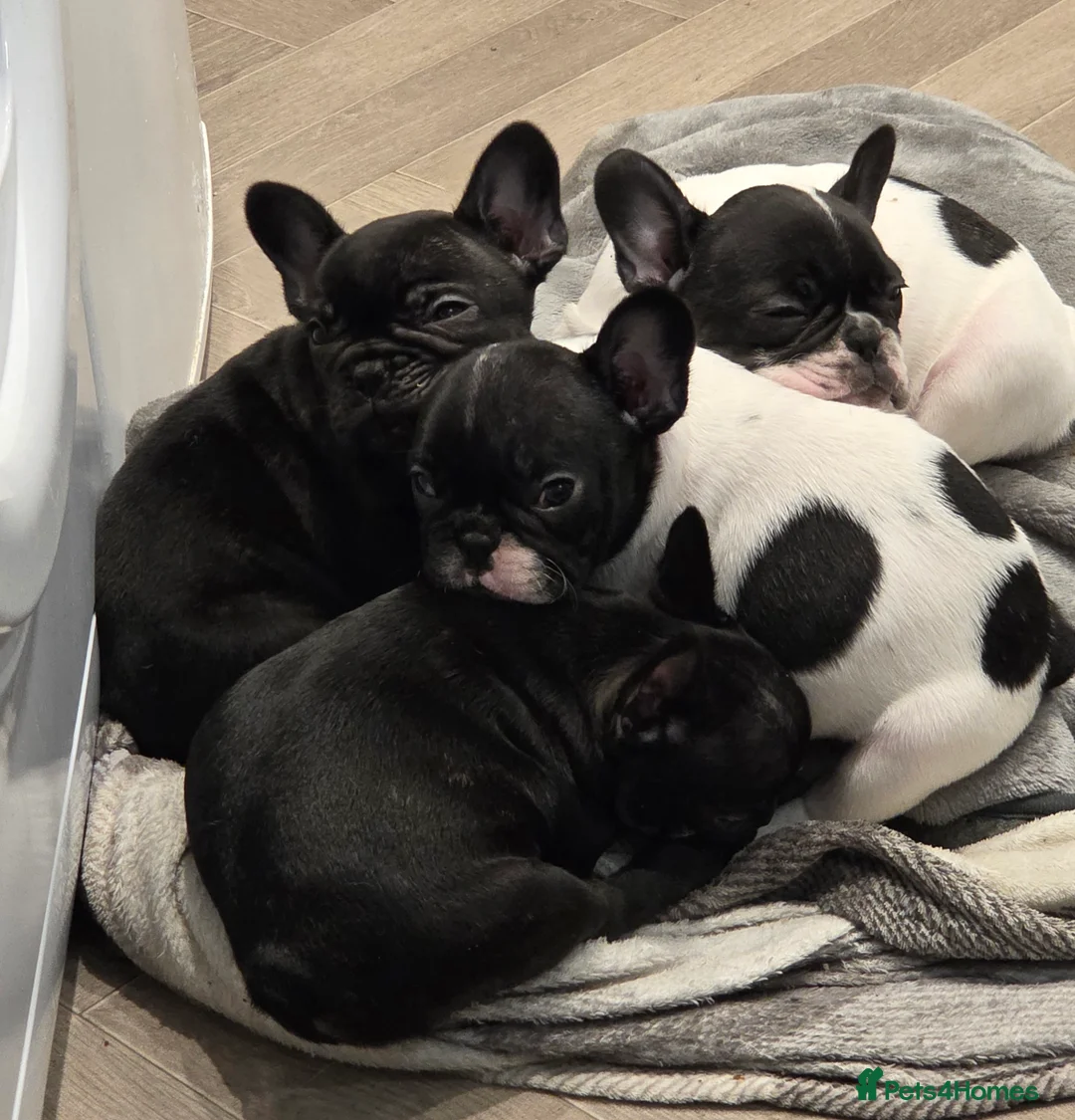French Bulldog dogs for sale: French bulldog puppies 4 puppies still available  - Advert 8