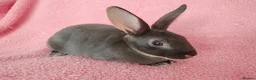 Rex rabbits for sale: Baby mini rex for sale  - Advert 3