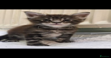 Maine Coon cats - Advert 9