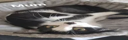 British Shorthair cats for sale: 4 Beautiful Kittens for sale in Hamilton - Advert 1