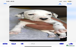 Dalmatian dogs for sale: Dalmatian puppies  - Image 15