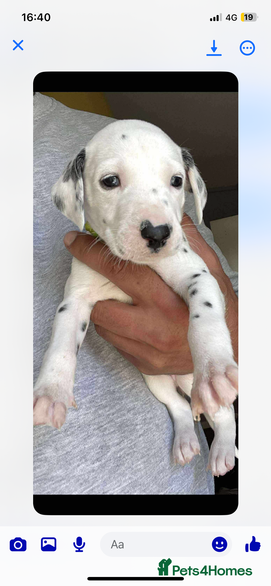Dalmatian dogs for sale: Dalmatian puppies  - Image 15