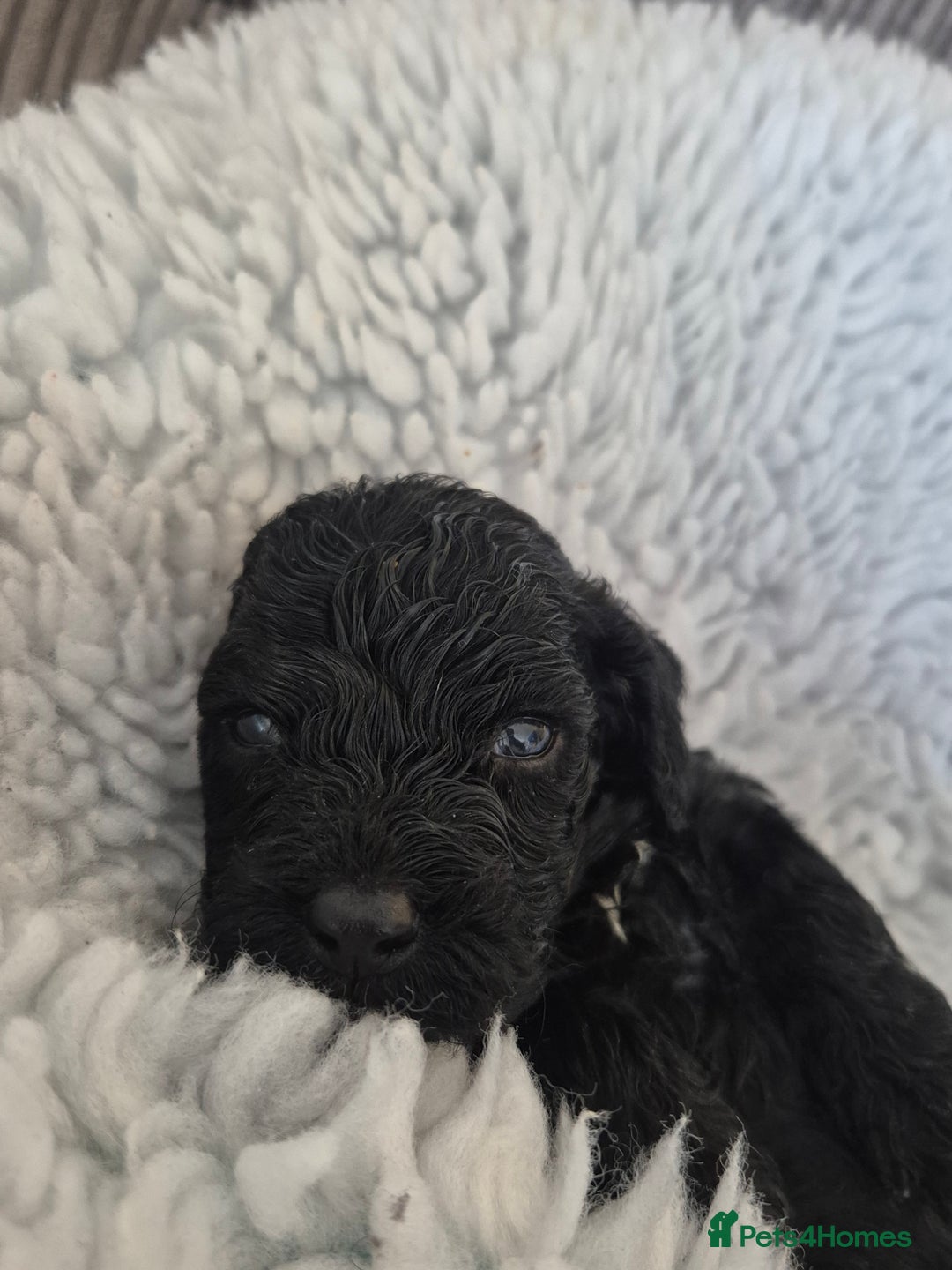 Cockapoo dogs for sale: cockapoo - Image 15