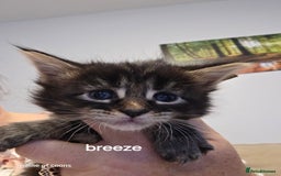 Maine Coon cats for sale: Maine coon kittens - Image 14