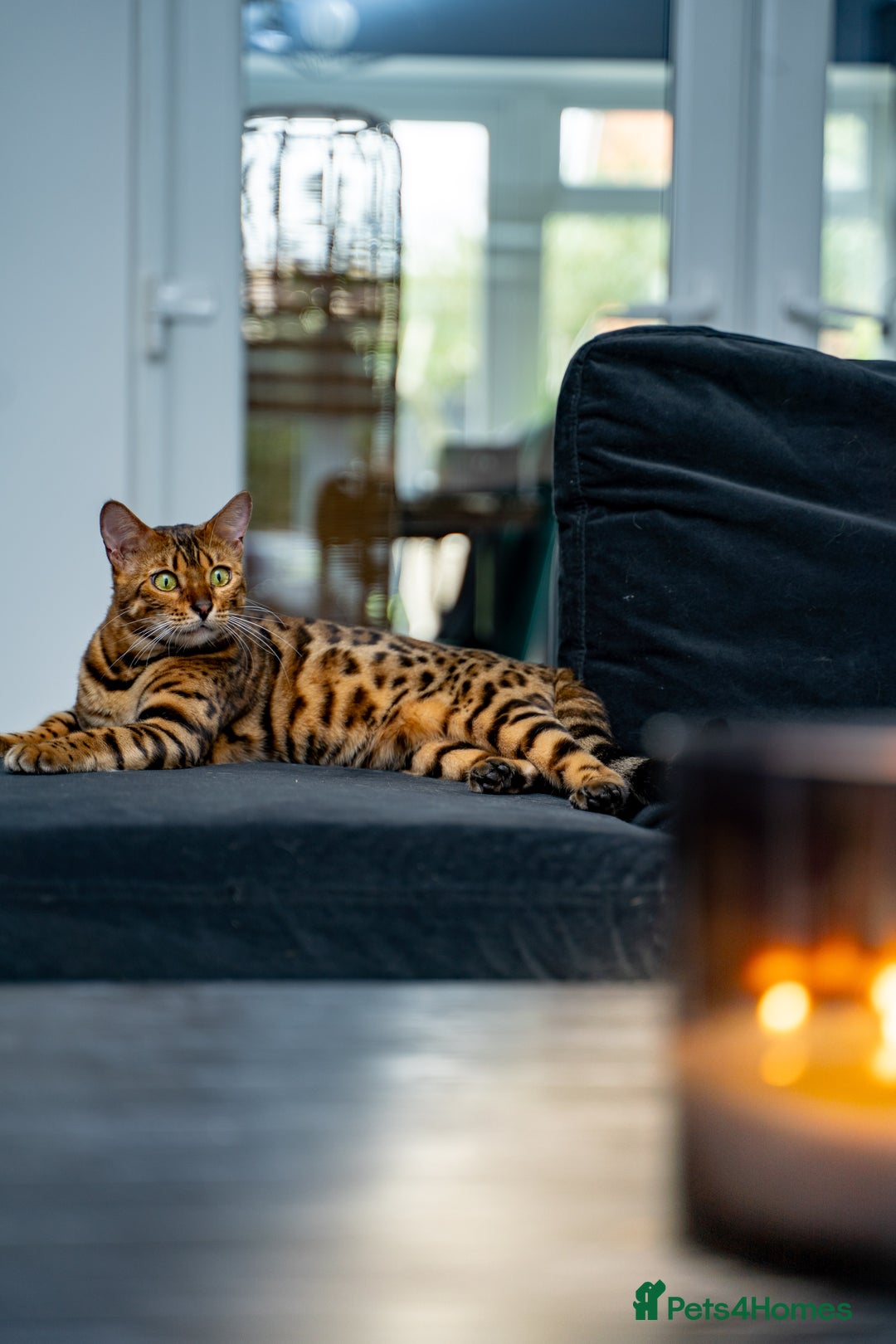 Bengal cats for sale: One of the kind Bengal Female -TICA reg.-Wild look - Image 16
