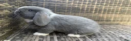Mini Lop rabbits for sale: Mini lop - Advert 2
