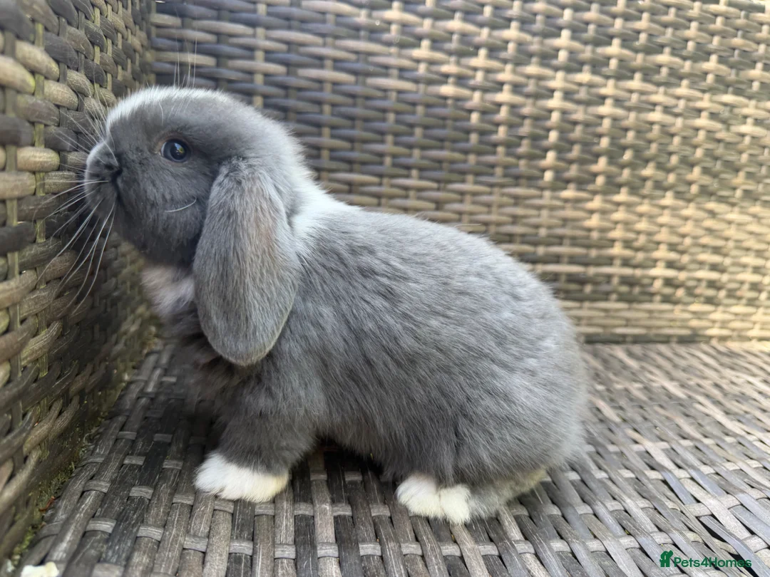 Mini Lop rabbits for sale: Mini lop - Advert 2