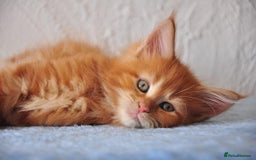 Maine Coon cats for sale: Mane Coon xxxl - Image 14