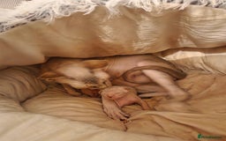 Sphynx cats for sale: Sphynx kittens - Image 10