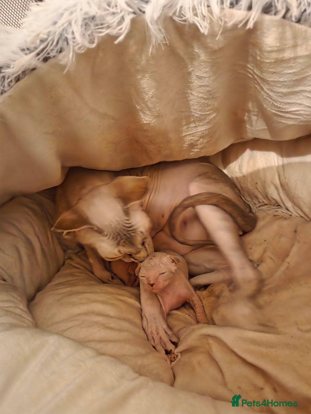 Sphynx cats for sale: Sphynx kittens - Image 10
