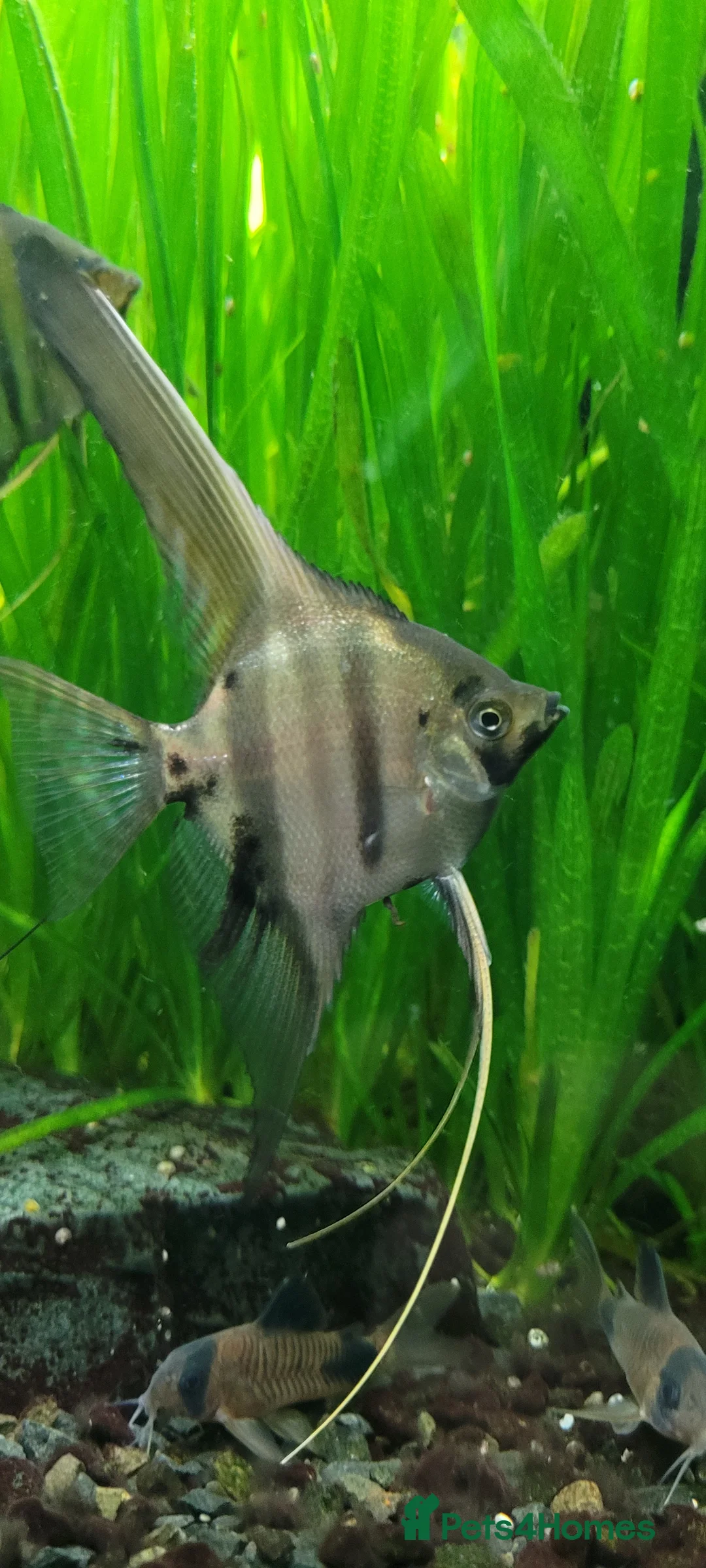 Angelfish fish for sale: Rare high wide fin stripes Angels - Advert 14