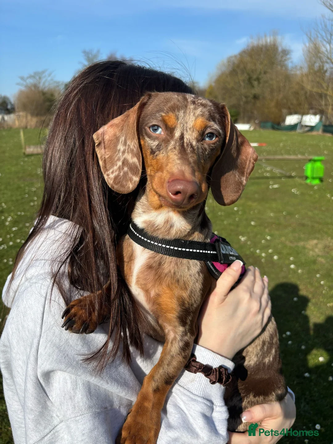 Dachshund dogs for sale: Miniature and standards dachshund pups - Advert 2