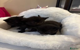 British Shorthair cats for sale: Black british shorthair kittens - Image 3