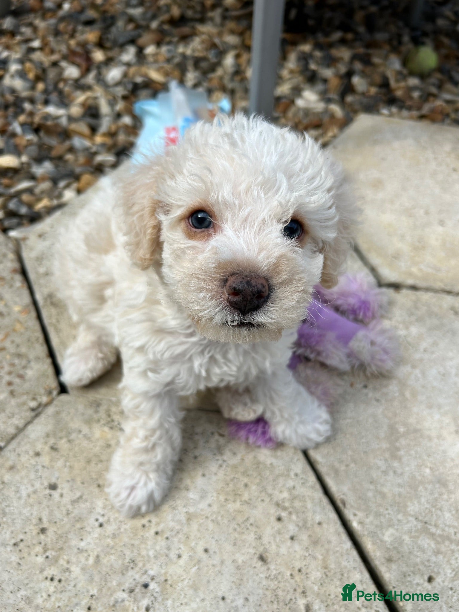 Poochon dogs Cute Cream/white with brown noses poochon puppies - Advert 1