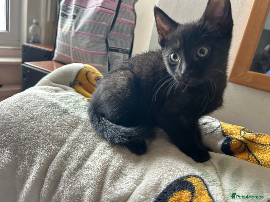 Mixed Breed cats for sale: Kittens - Image 8