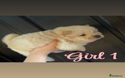 Chow Chow dogs for sale: Chow chow puppie - Image 4