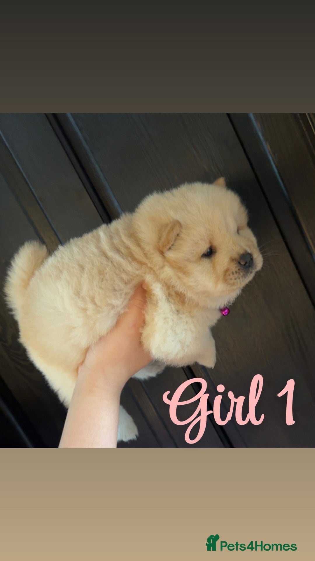 Chow Chow dogs for sale: Chow chow puppie - Image 4