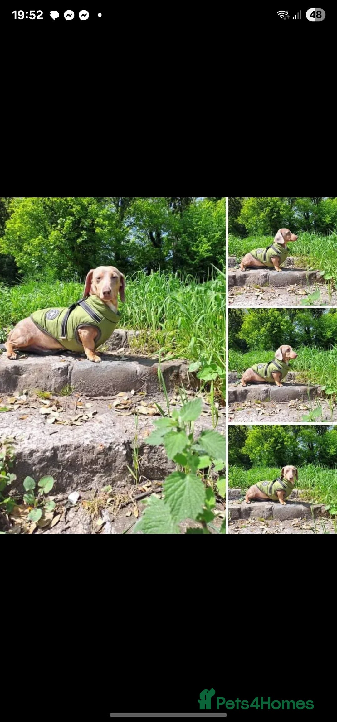 Dachshund dogs for sale: Miniature dachshund puppies  - Advert 18