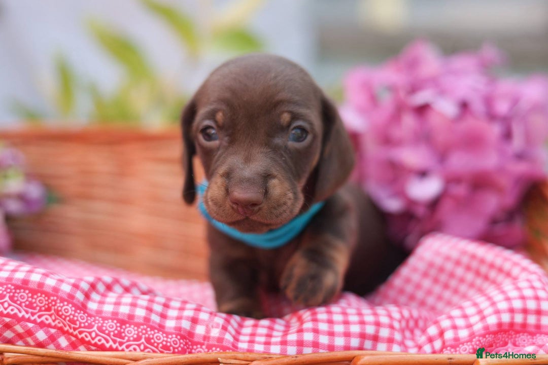 Dachshund dogs for sale: KC Miniature dachshunds puppies  - Image 15