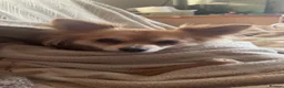 Chihuahua dogs for sale: Pure bred tiny chihuahua puppies  - Advert 19