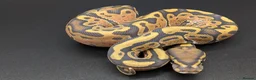 Python Snake reptiles for sale: Range of Royal Pythons - Advert 7