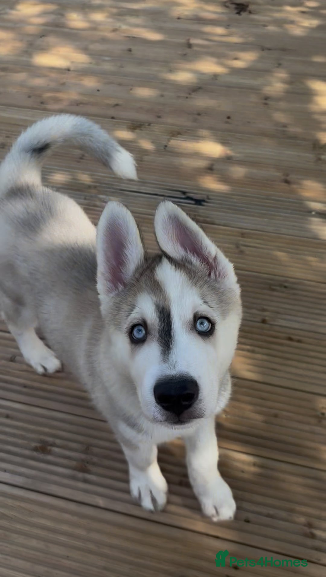 Siberian Husky dogs for sale: LAST Siberian Husky Puppy - Fully Vaccinated - Image 1