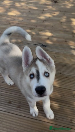 Siberian Husky dogs - Advert 2