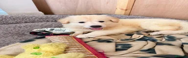German Shepherd 5
