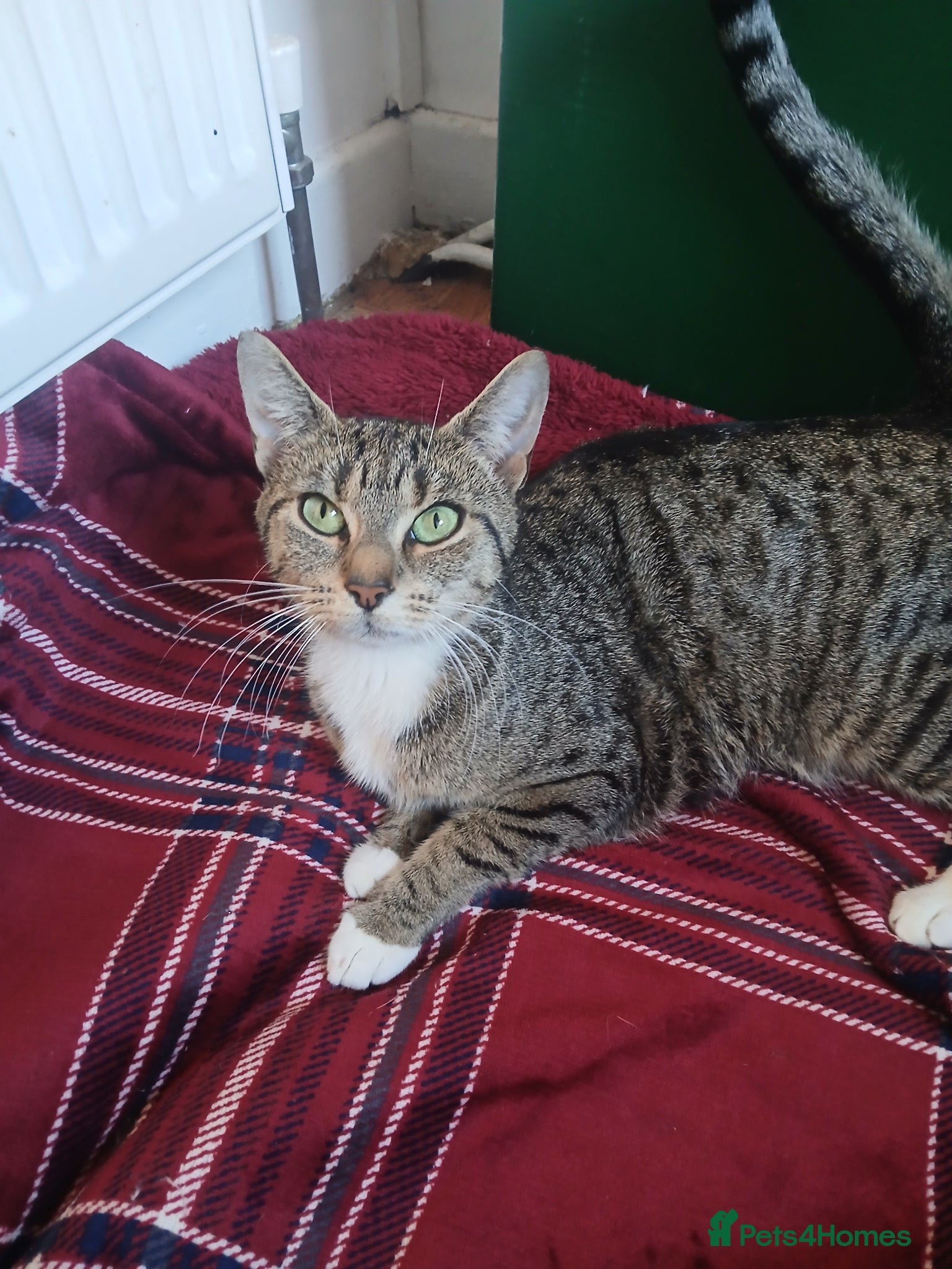 Mixed Breed cats Silver tabby/tuxedo/all black - Advert 1