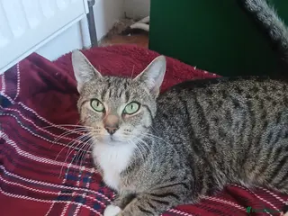 Mixed Breed cats Silver tabby/tuxedo/all black - Advert 1