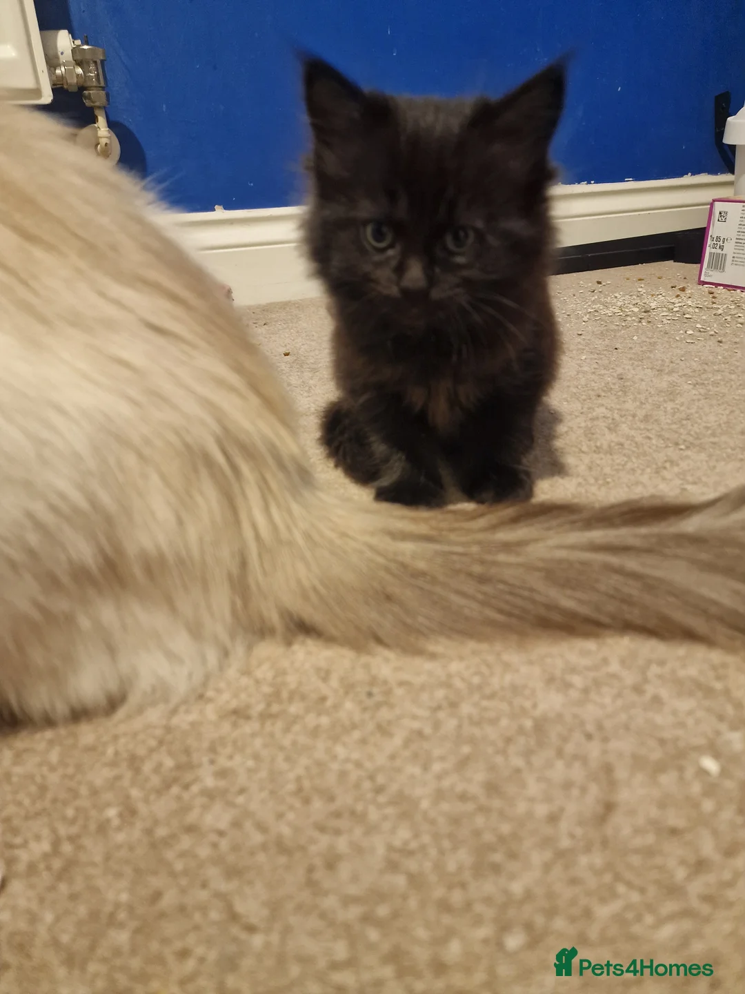 Ragdoll cats for sale: 3 Ragdoll x male kittens! - Advert 2