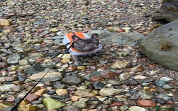 French Bulldog dogs for sale: 12 month old male lilac French bulldog  - Image 2