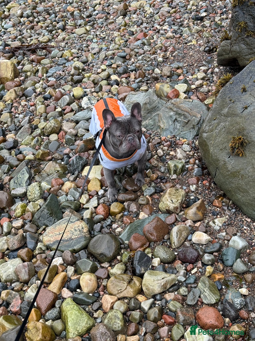 French Bulldog dogs for sale: 12 month old male lilac French bulldog  - Image 2